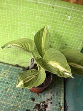 Hosta  - Snake Eyes -