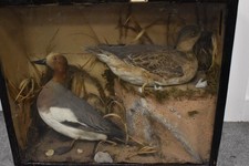 Vintage Taxidermy Wood Pigeon