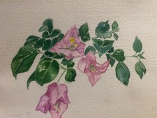 original watercolour paintings