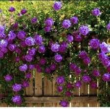 Purple Bare-Rooted climbing