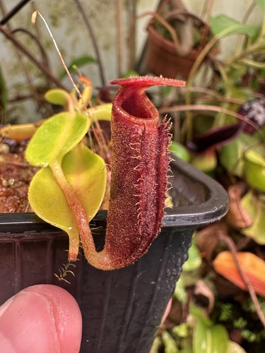 Nepenthes lowii 3100 - lowii, be-3100.