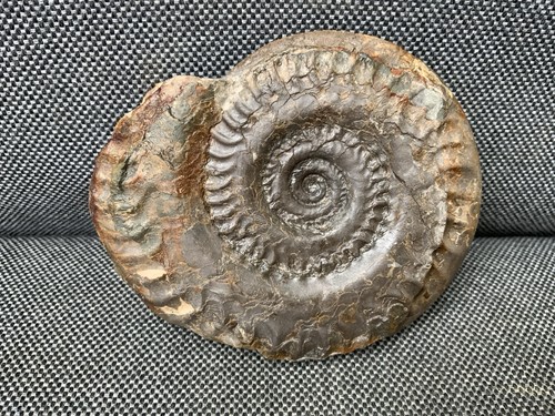 Prepared hildoceras sp - prepared,