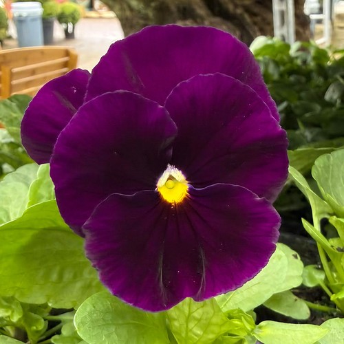 Jumbo pure violet winter - jumbo,