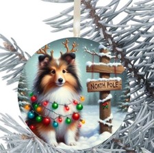 Rough Collie Dog Hanging