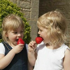 Giant Strawberry 'Sweet