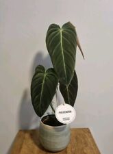 Philodendron Melanochrysum Houseplant  in 12cm Pot | Rare And Unusual Plant 