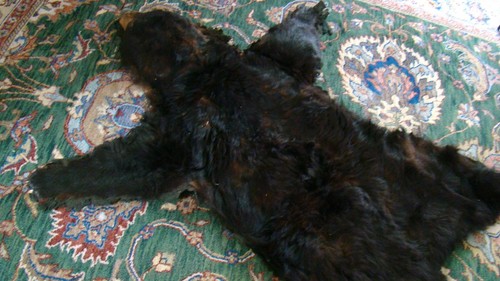 Black bearskin rug lined - black, with