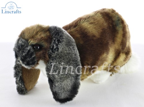 Hansa german lop eared rabbit - german,