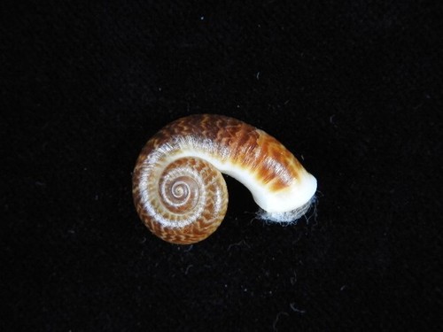 Land snail rhiostoma - land, samuiense