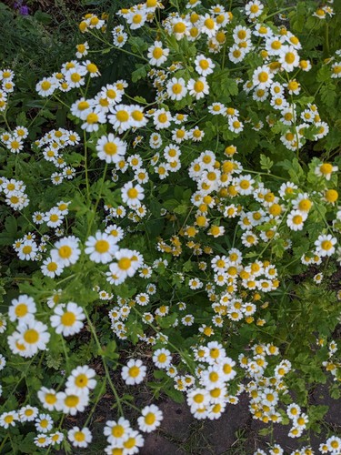 Feverfew bare root plants - feverfew,