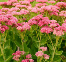 500 Pink Sedum Seeds - Sedum