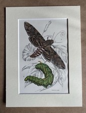 Hand Coloured Vintage Hawk