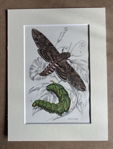 Hand coloured hawk - hand, moth