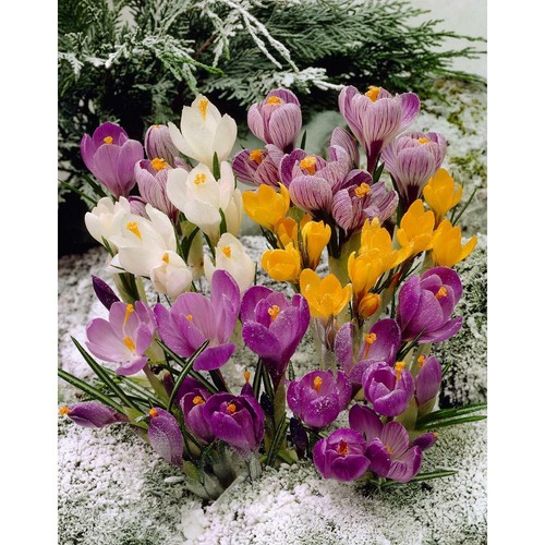 Crocus bulbs mixed colours - bulbs,