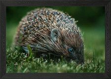 Hedgehogs Framed Wall Art