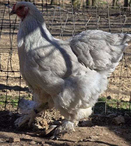 Isabel brahma hatching - isabel, eggs
