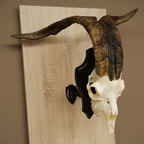 Used skudde goat horns twisted - skudde,