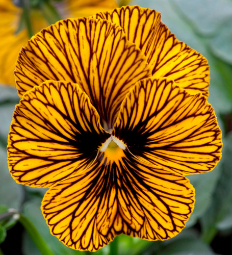 Viola cornuta 21x tiger eye - viola,