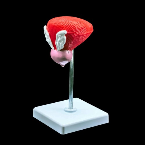 Anatomical human urinary - anatomical,