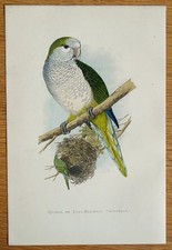 Antique Parrot Print QUAKER PARAKEET Original Greene Bird Engraving 1884