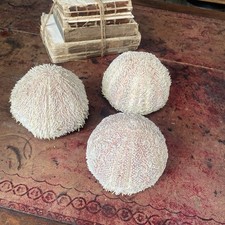 Vintage Large Sea Urchin Decorative Echinoidea Shell Set of Three