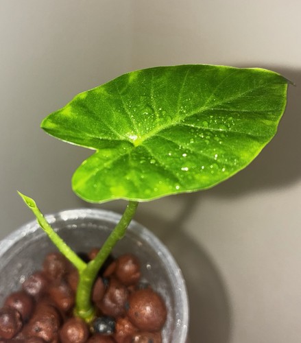 Alocasia gageana rare plant - alocasia,