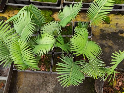 Dioon edule cm pot - dioon,