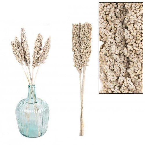 70cm dried natural indian corn - dried,