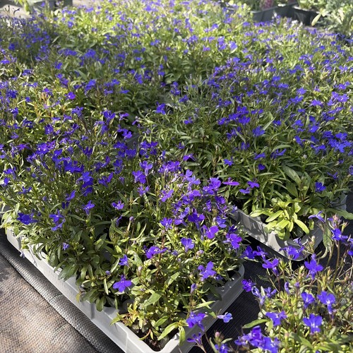 Lobelia bush dark blue - bush, pack
