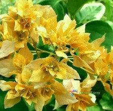 20 Seeds Bougainvillea Yellow