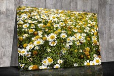 English Daisies Canvas prints