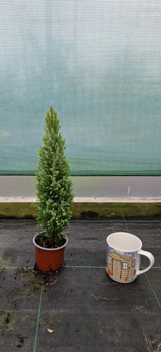 Chamaecyparis lawsoniana - chamaecyparis,
