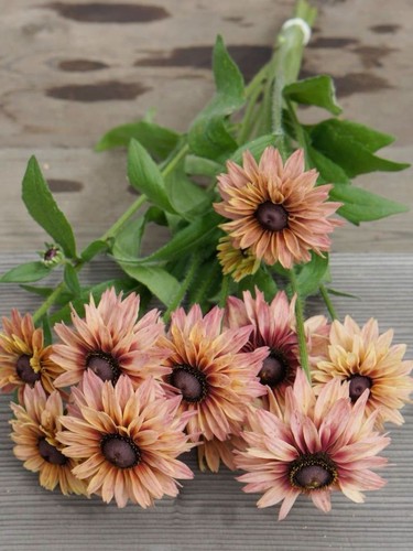 Rudbeckia hirta