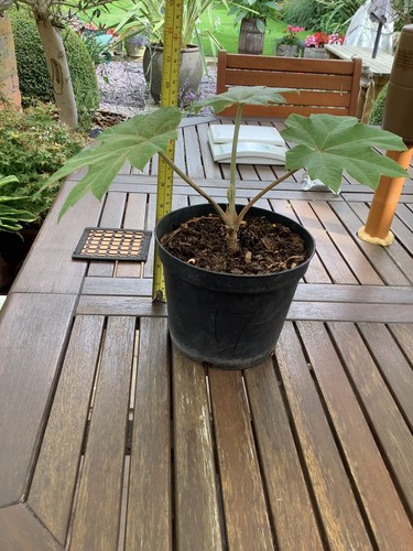 Tetrapanax