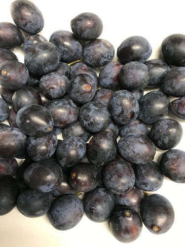 Fresh damsons fruit - damsons, wild