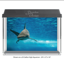 Fierce Shark Underwater