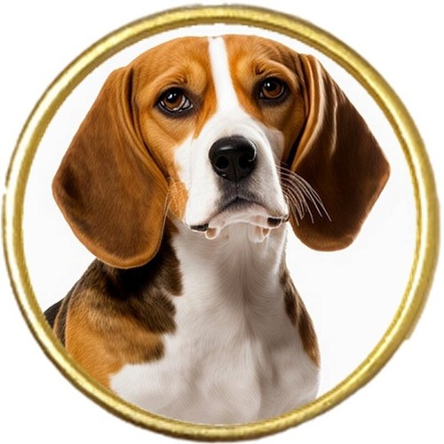 Beagle dog pet - pet, gold