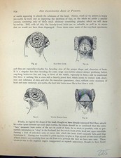 Antique Old Print Birds Fulton Wright C1880 Pigeon Dun Young Black Cock Heads