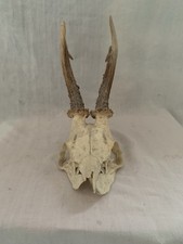 Roe Deer Skull