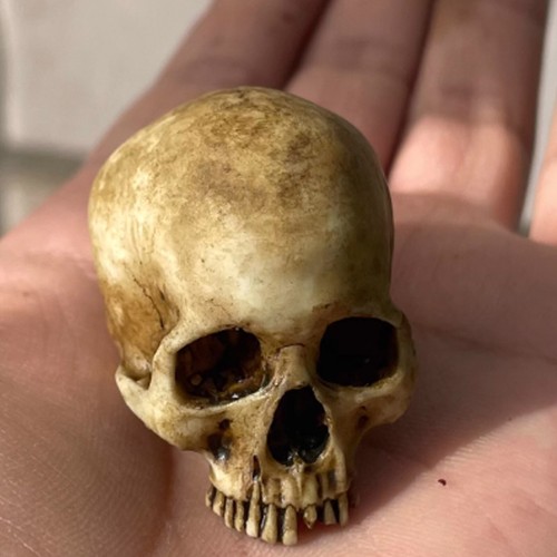 Human skull skeleton - skeleton, parts