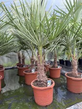 Trachycarpus Fortunei Fan Palm
