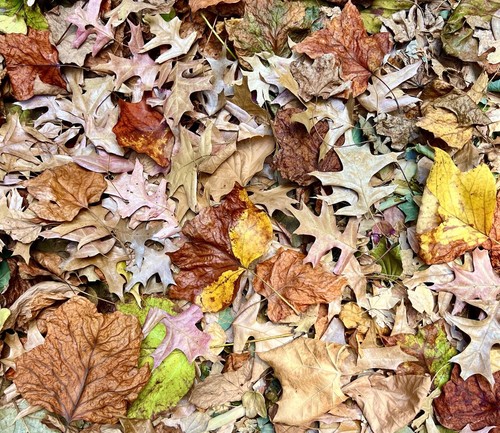 Gallons organic oak leaf - 10,