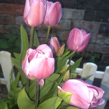 Tulip bulbs alibi - tulip,