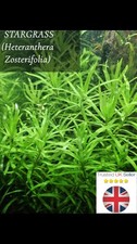 Stargrass Live Aquatic Plant - Heteranthera Zosterifolia  Aquarium Plant 5 Stems