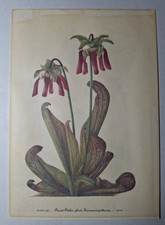 Vintage Botanical Carnivorous