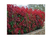 8 Photinia Red Robin Hedging