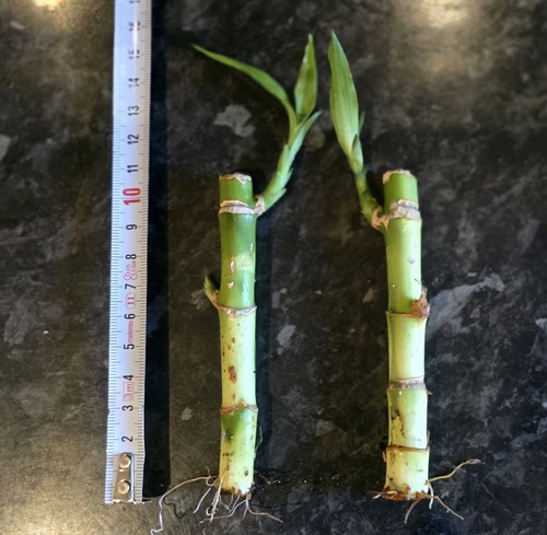 Medium lucky bamboo stems - 2,