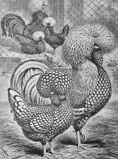 c1904 Antique Poultry Chicken Print SILVER SPANGLED / LACED POLISH Artist Ludlow