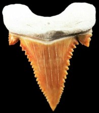 PALAEOCARCHARODON SHARK TOOTH