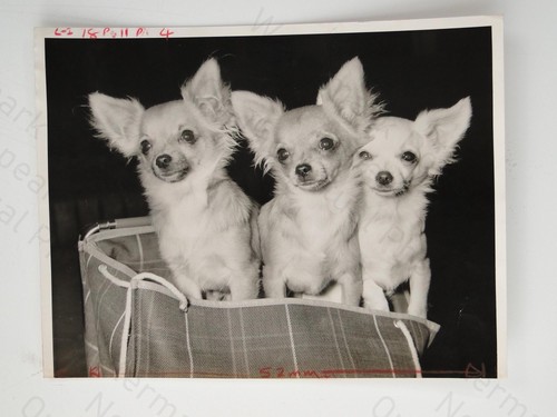 Long haired chihuahua dogs - haired,
